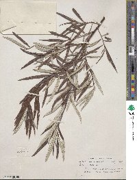 Salix drummondiana image