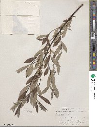 Salix drummondiana image