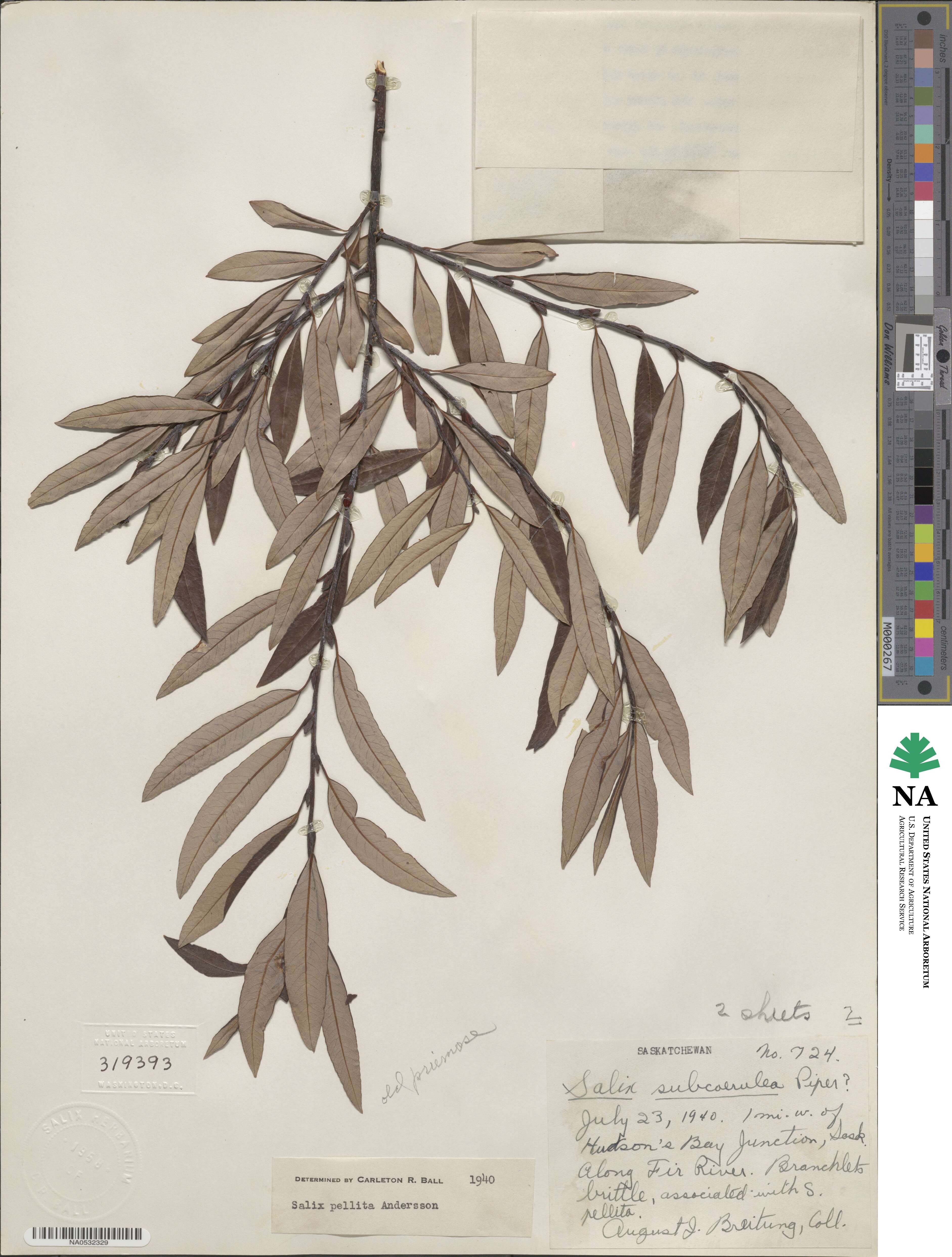Salix drummondiana image