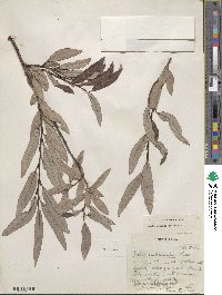 Salix drummondiana image