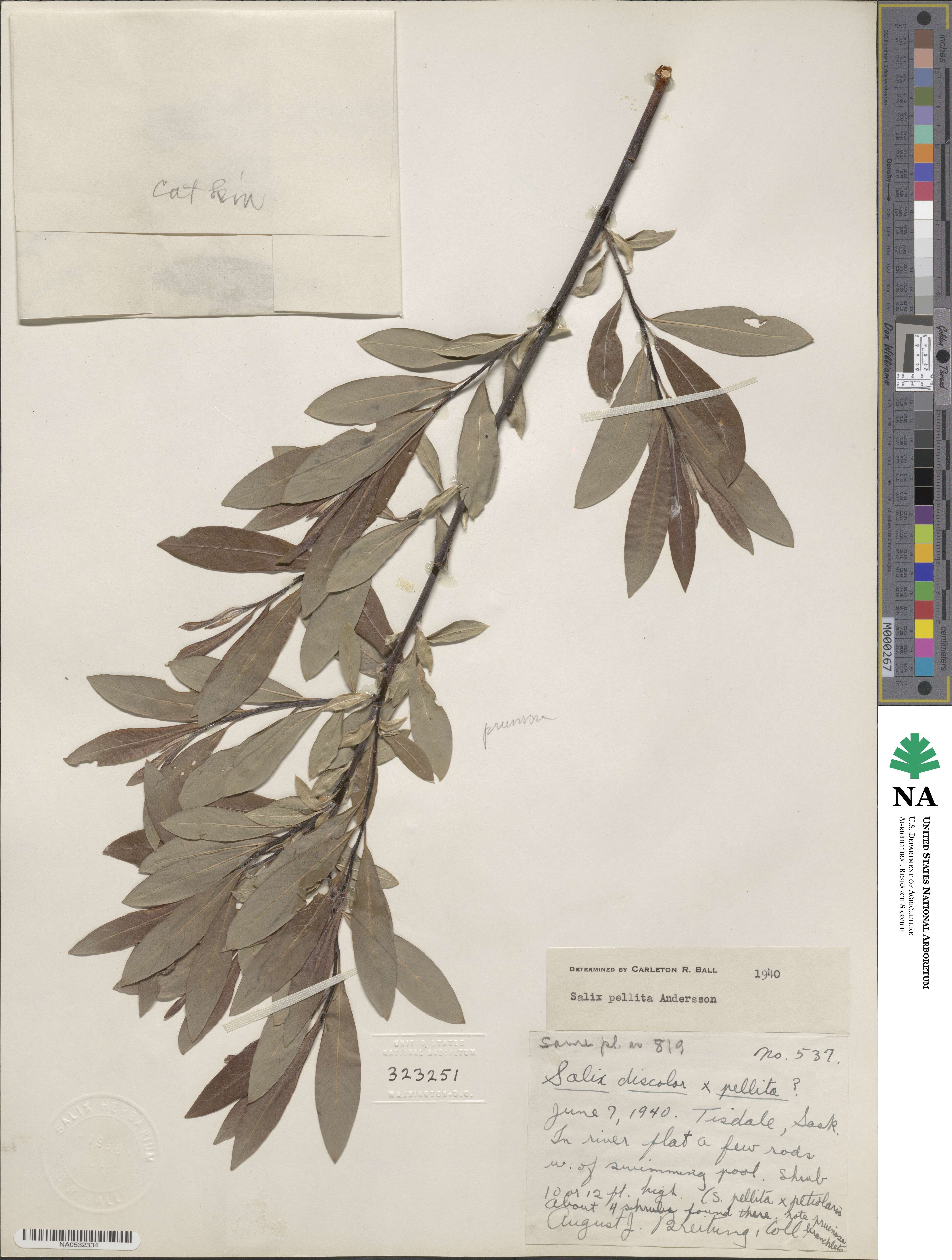 Salix drummondiana image
