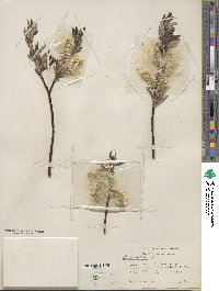 Salix drummondiana image