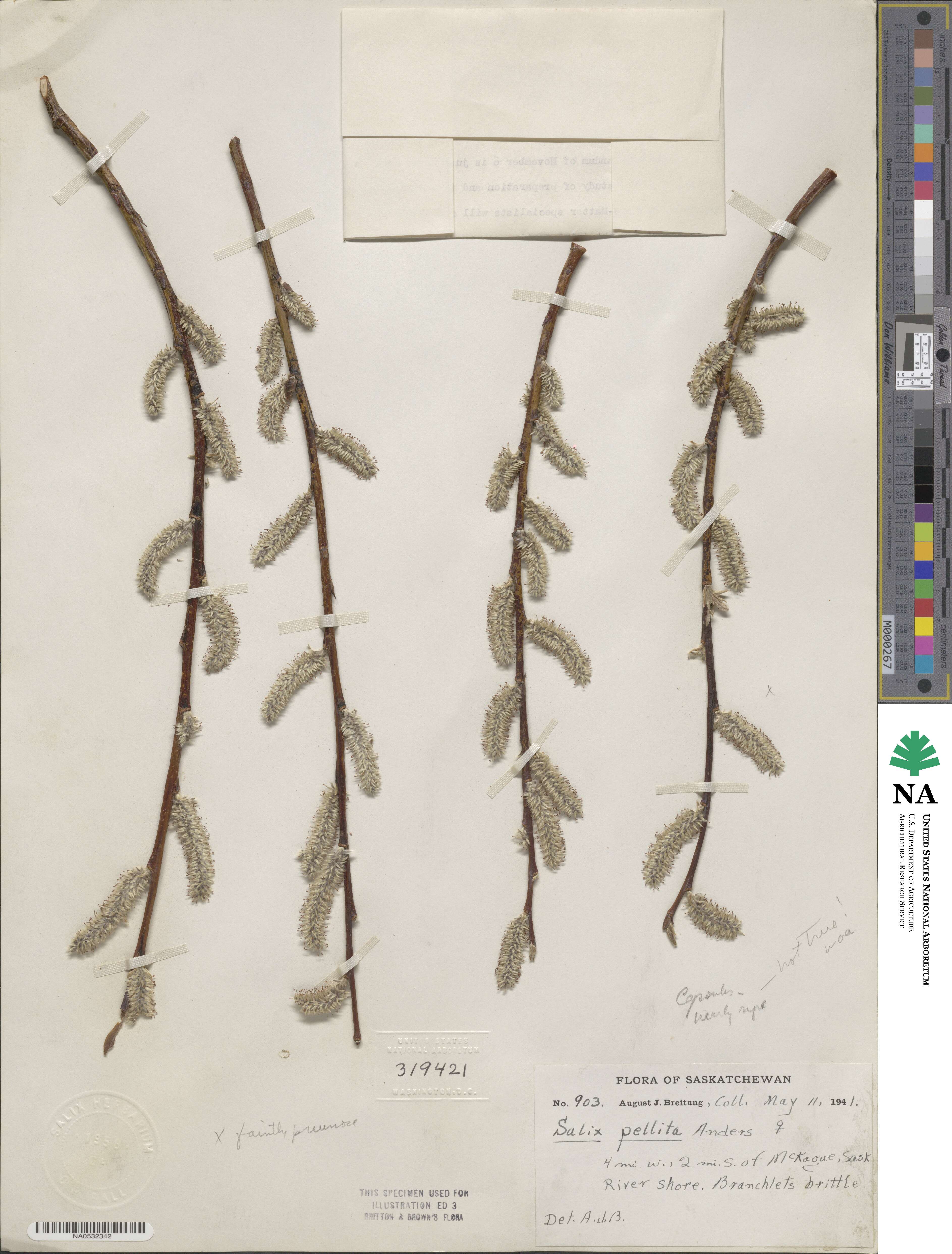 Salix drummondiana image