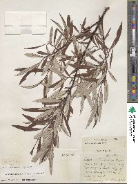 Salix drummondiana image