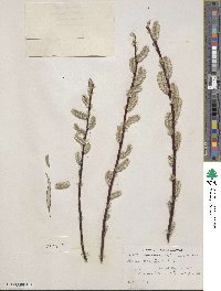 Salix drummondiana image