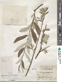 Salix drummondiana image