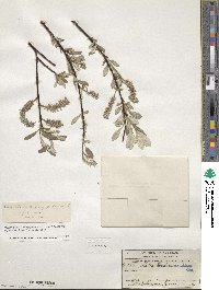 Salix drummondiana image