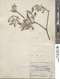 Salix drummondiana image