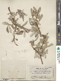 Salix drummondiana image