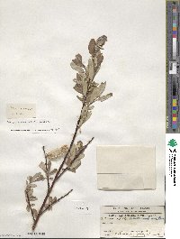 Salix drummondiana image