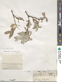 Salix drummondiana image