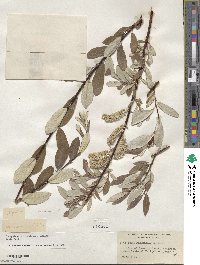 Salix drummondiana image