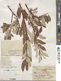 Salix drummondiana image