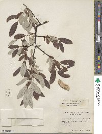 Salix drummondiana image