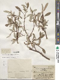 Salix drummondiana image