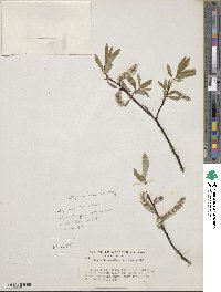 Salix drummondiana image