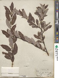 Salix discolor var. prinoides image