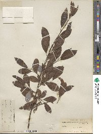 Salix discolor var. prinoides image