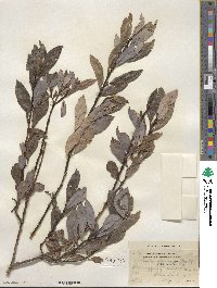 Salix discolor var. prinoides image