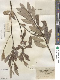 Salix discolor image