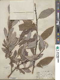 Salix discolor image