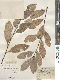 Salix discolor image