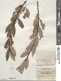 Salix discolor var. prinoides image