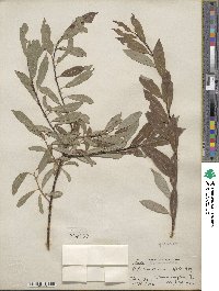 Salix discolor var. prinoides image