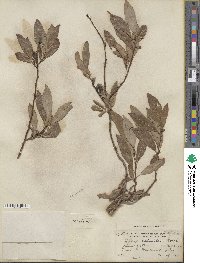 Salix discolor var. prinoides image