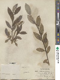 Salix discolor image