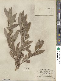 Salix discolor image