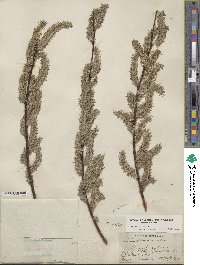 Salix discolor image