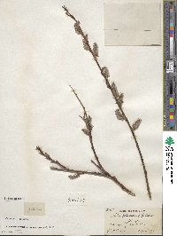 Salix discolor var. prinoides image