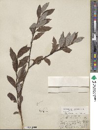 Salix discolor var. prinoides image