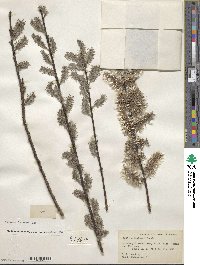 Salix discolor image