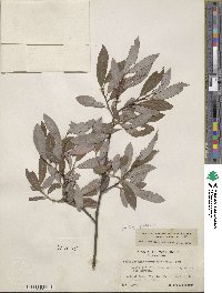 Salix discolor image