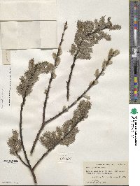 Salix discolor var. prinoides image