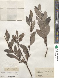 Salix discolor var. prinoides image