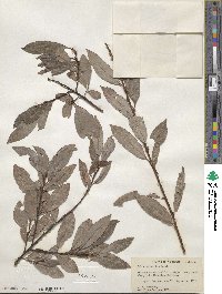 Salix discolor var. prinoides image