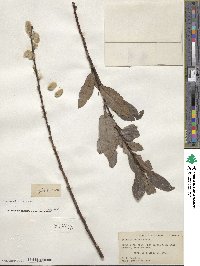 Salix discolor image