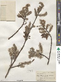 Salix discolor var. prinoides image