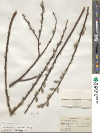 Salix discolor var. prinoides image