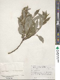 Salix discolor image