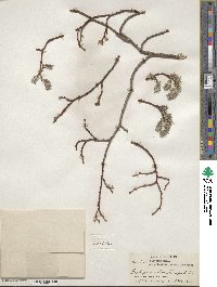 Salix discolor image