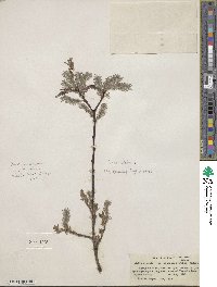 Salix discolor image