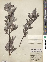 Salix discolor image