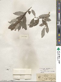 Salix discolor var. prinoides image