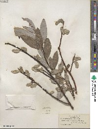 Salix discolor var. prinoides image