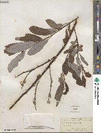 Salix discolor image