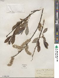 Salix discolor image